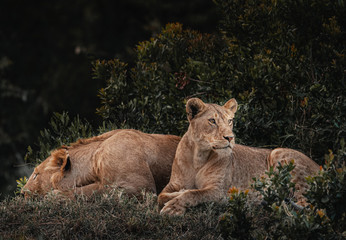 Wildlife photography or images of African Wild Lion from Masai Mara, Kenya. Siblings Lions in the Jungle. Couple resting in the forest. 