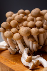 Fresh buna brown shimeji edible mushrooms from Asia, rich in umami tasting compounds such as guanylic and glutamic acid