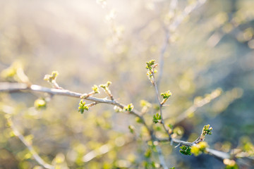  Young gooseberry leaves in the sun macro. Buds on a gooseberry Bush in spring.