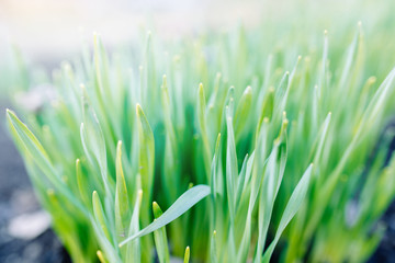 Garden sprouts of flowers in a flower bed macro. Daffodil sprouts in a garden in a village.