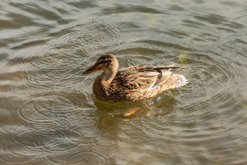 a lonely beautiful migratory wild duck floating on a pond, a brown plumage and a yellow beak, traces on the water behind a duck, a duck in a natural environment, daylight