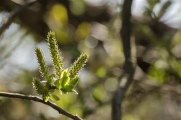 SPRING IN THE PARK - The birth of nature in sunshine