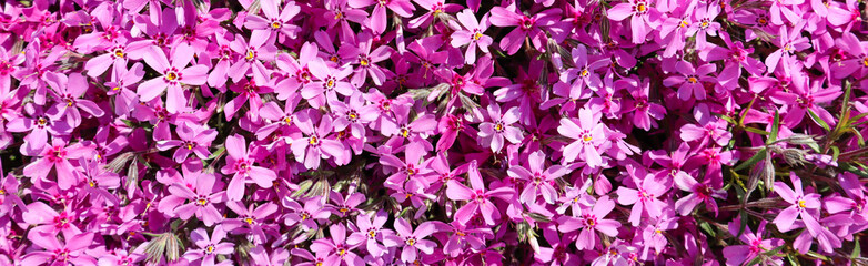 Background of pink flowers (Phlox) in spring