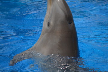 Beautiful Dolphin 