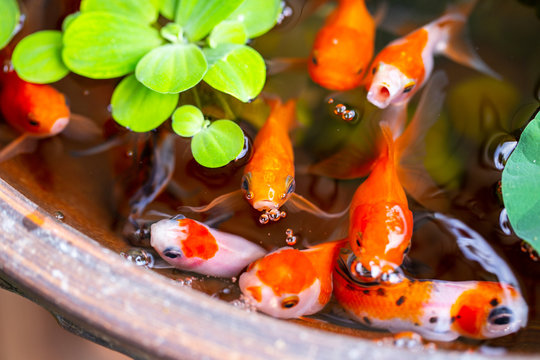 gold fish on small pond on beautiful small garden