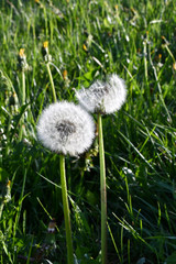 The dandelion shower head in the middle of the lawn