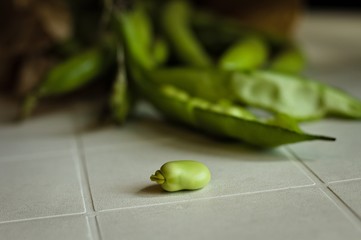 Freshly picked broad beans on a table (Pesaro, Italy, Europe)