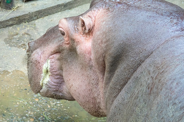 Zoo - hippo
