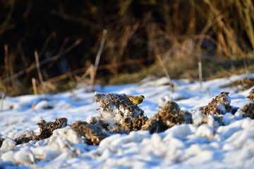 The yellowhammer jumps on the ground in search of food in the snow in winter