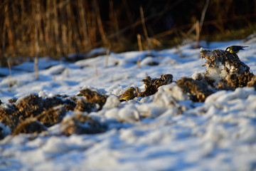 The yellowhammer looking for food on the snowy ground in winter