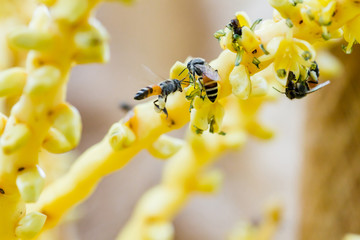 Close up yellow coconut pollen with bee. Honey Bee collecting pollen on a coconut flower. Close up of small bees pollinating the tiny flowers on a coconut palm tree on a bright summer day in Thailand. © Koonsiri