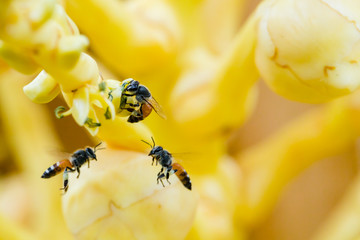 Close up yellow coconut pollen with bee. Honey Bee collecting pollen on a coconut flower. Close up...