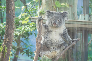Zoo - Koala