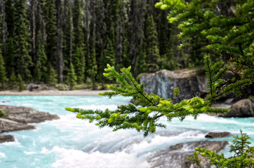 close-up bright green spruce branch on a blurred background of turquoise water. beautiful forest landscape, Kicking Horse, Yoho National Park, British Columbia, Canada