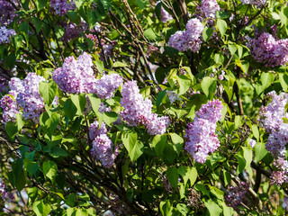 (Syringa vulgaris) Thyrses de Lilas commun ou lilas français, bel arbuste ornemental et populaire...