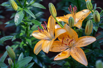 Asiatic lily or Asiatic lilies flower in garden at sunny summer or spring day..