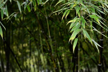 Bamboo forest background