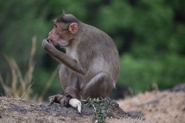Monkey with baby