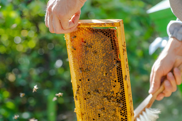beekeeper puts frame in hive. Work on apiary in summer. Beekeeping. Caring for bees. profitable...