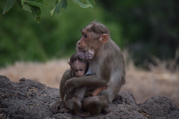 Monkey with baby