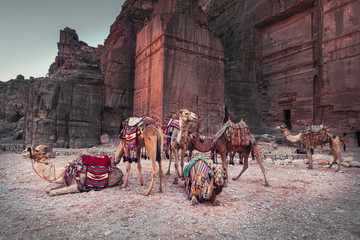 group of camels in national Bedouin ornaments on the background of ancient tombs in the desert in...