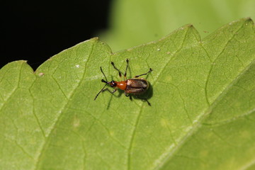 dreifarbiger Käfer in Sri Lanka