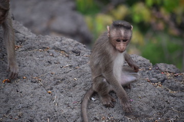 Monkey with baby