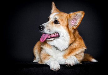 red dog looks sideways, welsh corgi pembroke