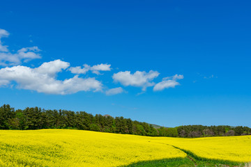 【青森県横浜町】北国の春、下北半島では菜の花が満開
