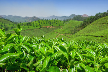 Fototapeta na wymiar Green tea bud and fresh leaves close up on tea plantations in Munnar, India
