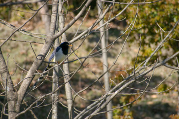 The yellow billed blue magpie or gold billed magpie (Urocissa flavirostris) is a passerine bird. Seen at Kedarnath wildlife sanctuary in Deoria lake forest during spring trek in Uttarakhand, India.