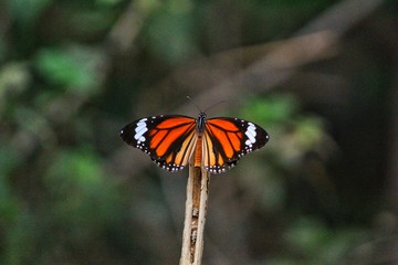 monarch butterfly on a flower