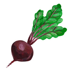 Beet root with leaves on a white background. Hand drawing.