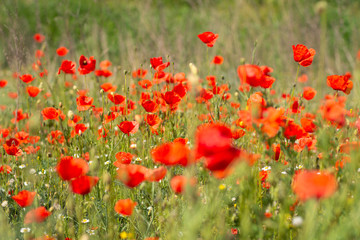 field of red poppies