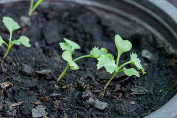 Kale is Super Food and the Queen of food. sapling Kale grown in pot organic produce from farm for cooking menu healthy food.