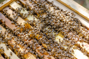 Frames of beehive. Close up view of opened hive body showing frames populated by honey bees....