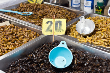 Fried insects with a Price tag at the Night Market in Chiang Rai, Thailand, Asia