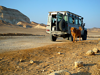 truck in the desert 
Dog Golden Retriver