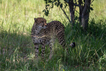 Naklejka na ściany i meble The Cheetah (Acinonyx jubatus) is a feline known as the fastest terrestrial animal. It's a slender long-legged animal with a yellowish, black-spotted fur coat.