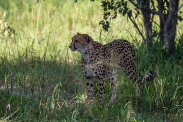 Fototapeta na wymiar The Cheetah (Acinonyx jubatus) is a feline known as the fastest terrestrial animal. It's a slender long-legged animal with a yellowish, black-spotted fur coat.
