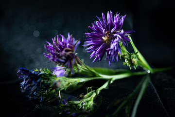 purple flower on a dark background with splashes