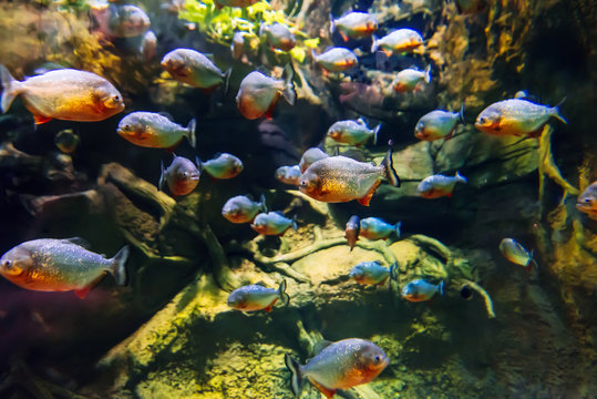 colony of predatory piranha fish swims underwater