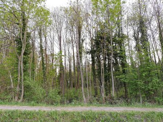 Obraz premium trees in the woods