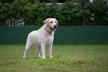 White Labrador playing in the park grass