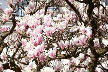 Rosa Magnolienblüten auf  Baumzweigen ,Deutschland