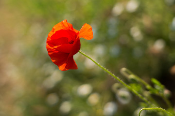 Obraz premium red poppy flower