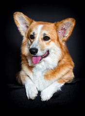 red dog looking, welsh corgi pembroke