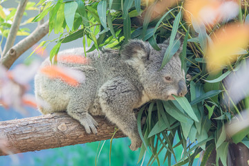 Zoo - Koala