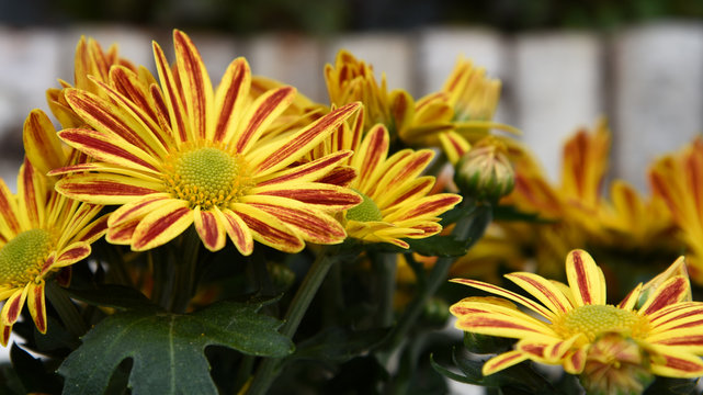 Close-up Of Yellow And Maroon Flowers Blooming Outdoors