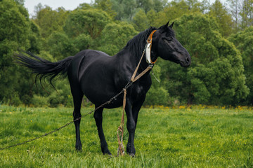 Obraz na płótnie Canvas domestic animal portrait in green grass field on sunless summer day. Beautiful black horse tied up with metal chain leash looking to the side. Rural scene.Farm animal on pasture.Horizontal layout
